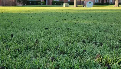Houston TX lawn recovering after professional core aeration showing improved turf health and grass growth