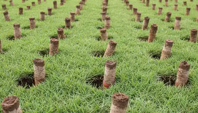 Close-up of soil core plugs after lawn aeration on treated grass in Houston, TX by Chop Chop Landscaping